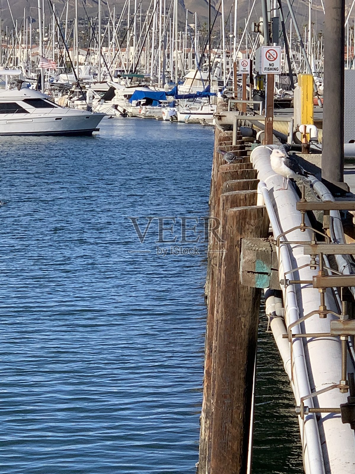 码头上的海鸥照片摄影图片