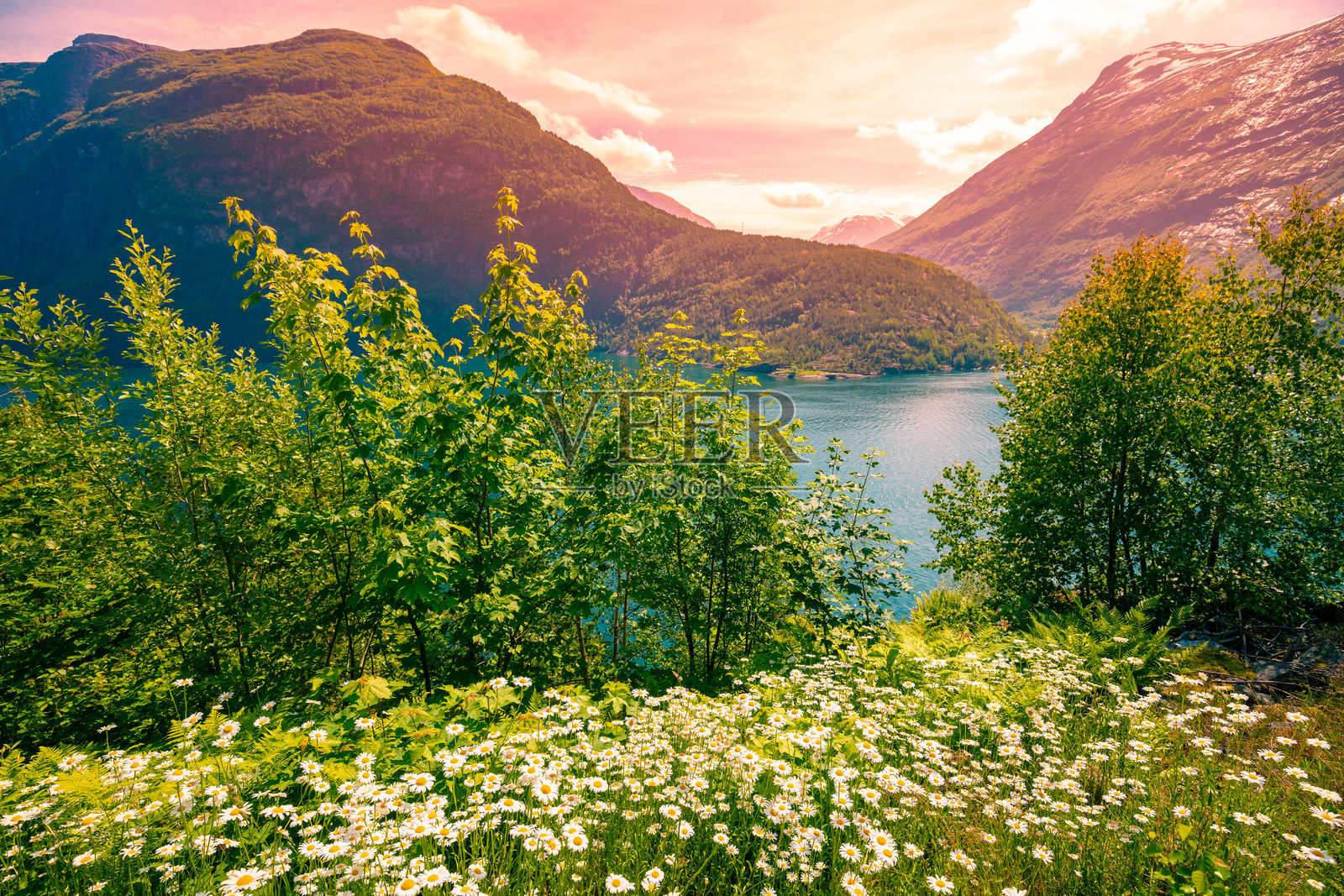 湖泊Oppstrynsvatnet岸边的洋甘菊花。挪威美丽的自然风光。Oppstryn，挪威照片摄影图片