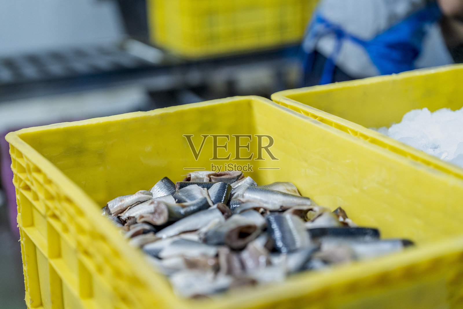 技术人员在冷冻储存区确保海鲜质量，强调食品保存卫生和工业生产中的高效处理。照片摄影图片