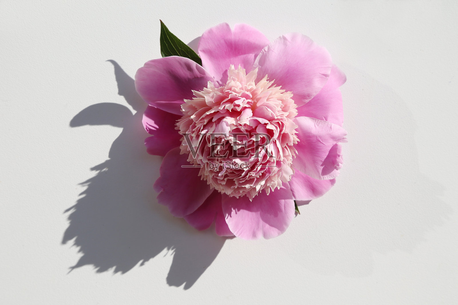 粉色牡丹花的细节，背景为白色，拍摄于加拿大。照片摄影图片