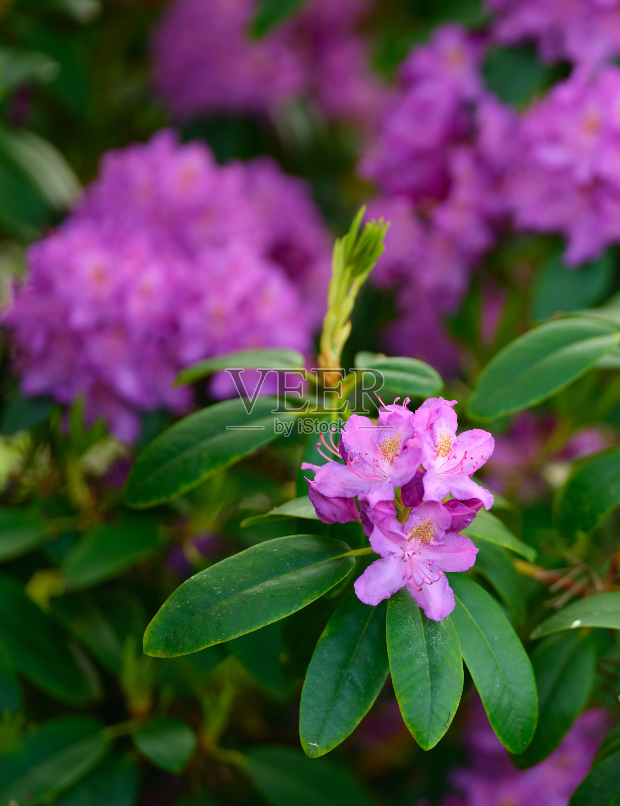 美丽的开花杜鹃花在生机勃勃的花园环境中照片摄影图片