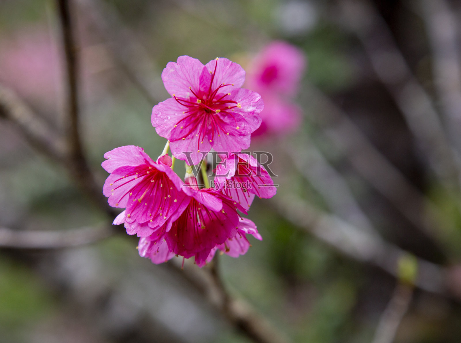 奄美大岛：冬樱花预示着春天的到来照片摄影图片