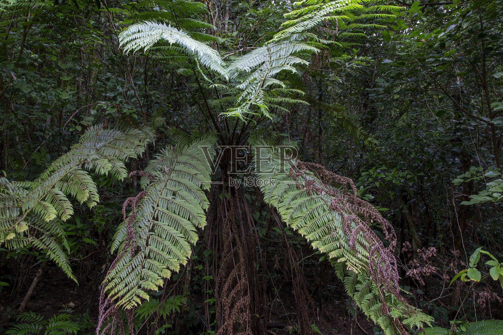奄美大岛，世界自然遗产森林照片摄影图片