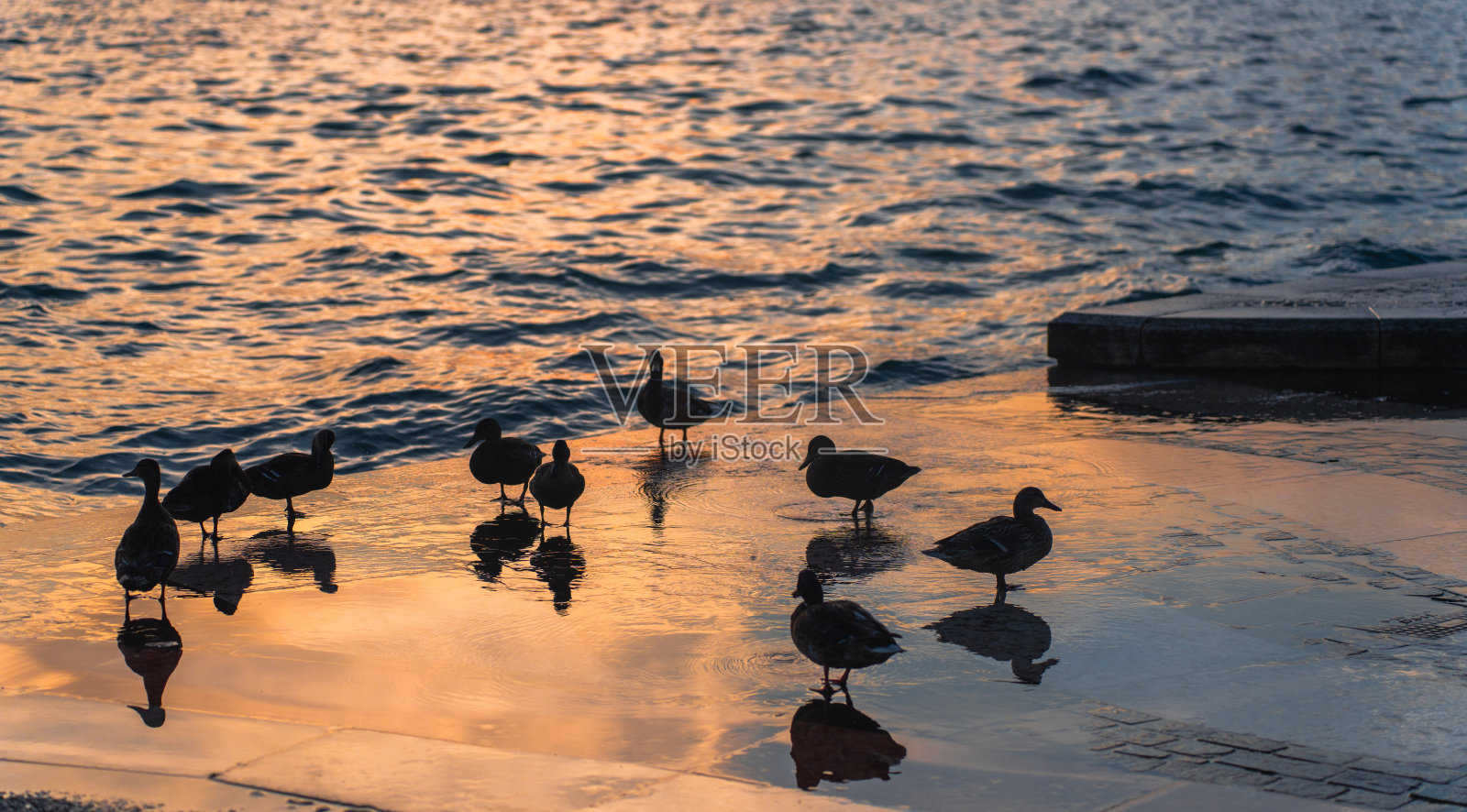 加尔达湖码头的鸭子在日落时分 – 宁静的倒影照片摄影图片