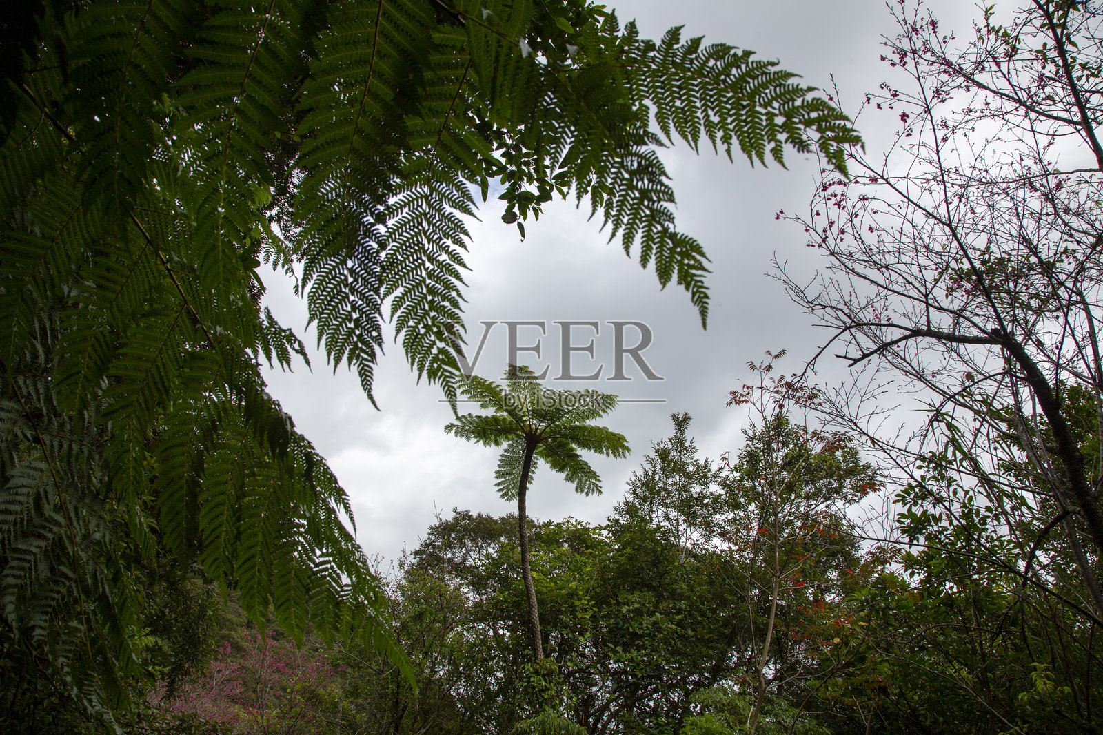 奄美大岛，世界自然遗产森林照片摄影图片