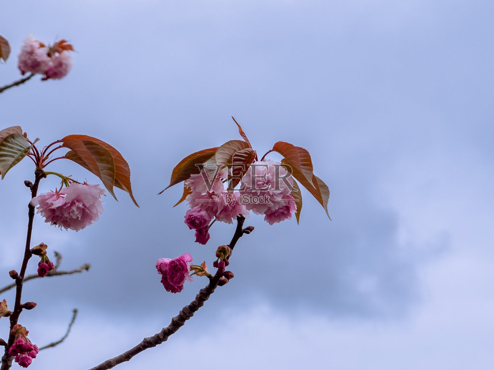樱花映衬着阴 cloudy 的天空照片摄影图片