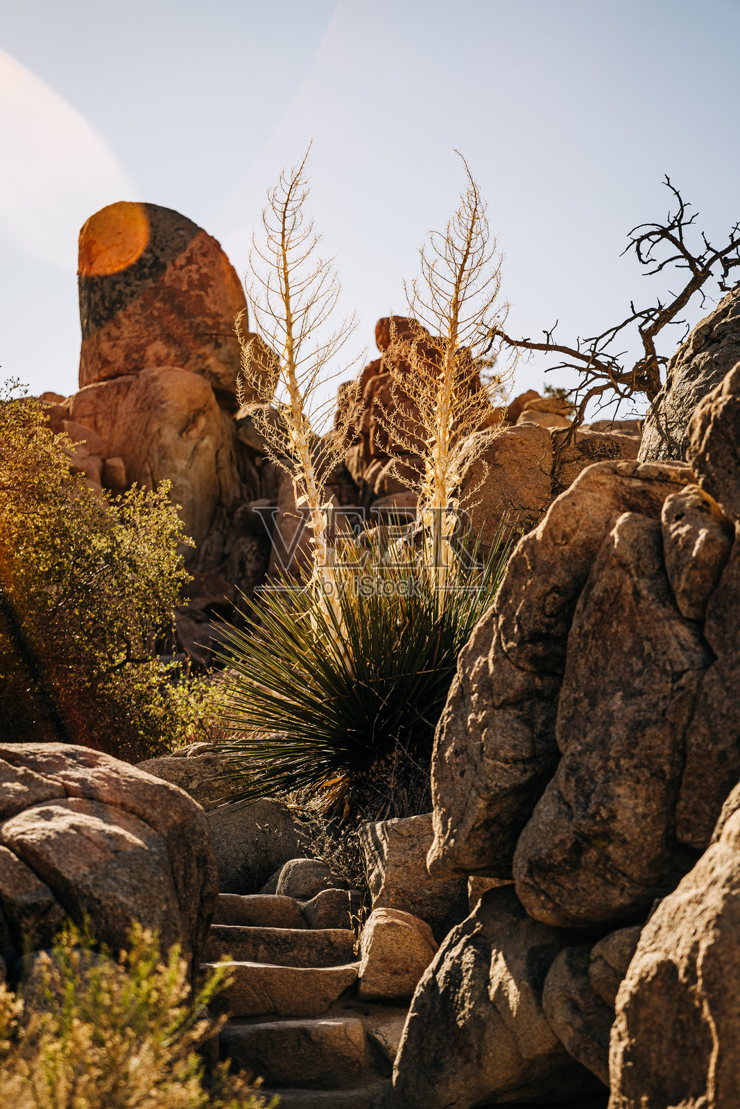 沙漠植物和崎岖的台阶在阳光下的岩石景观中照片摄影图片