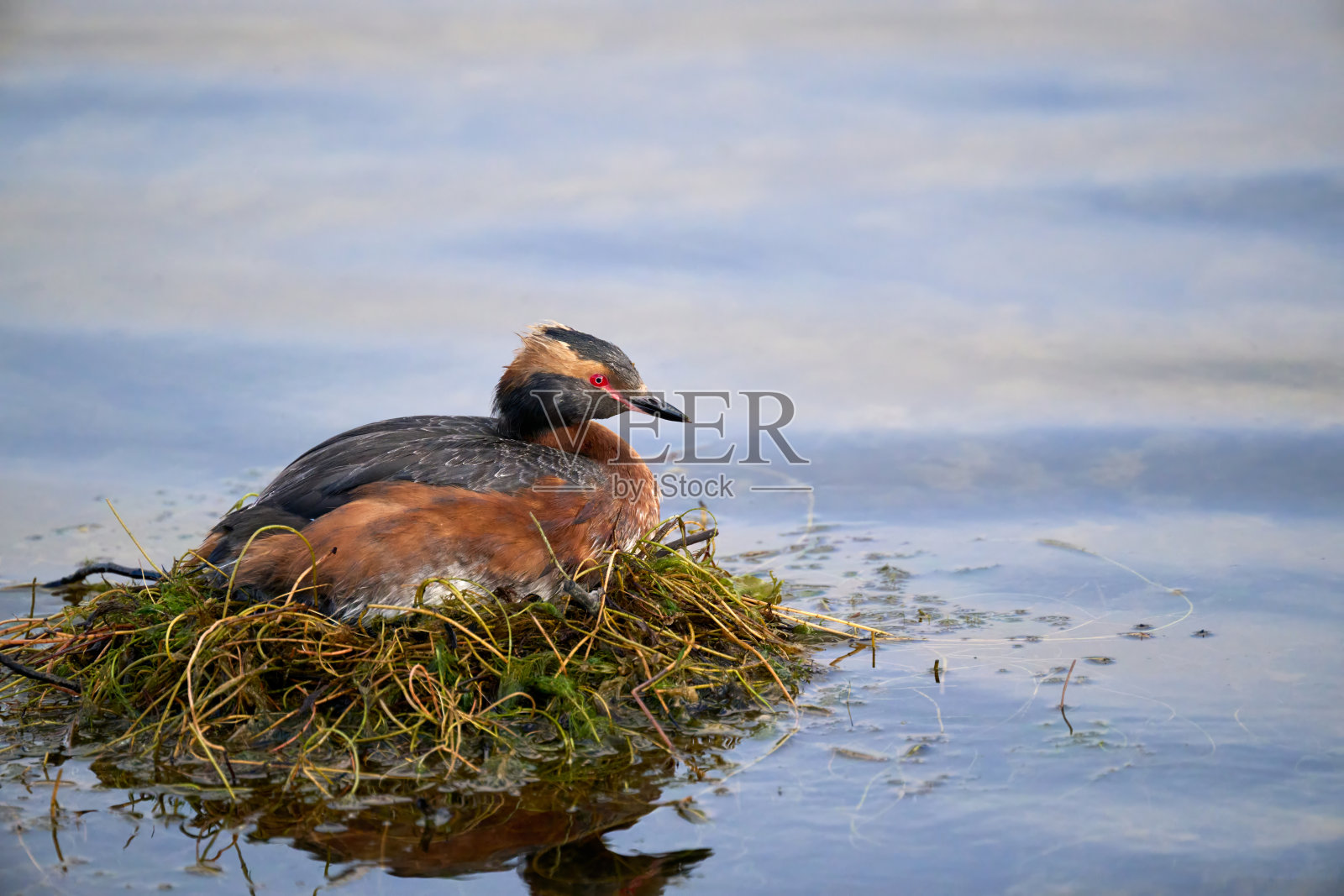 小鸟在水中的干草巢里休息照片摄影图片