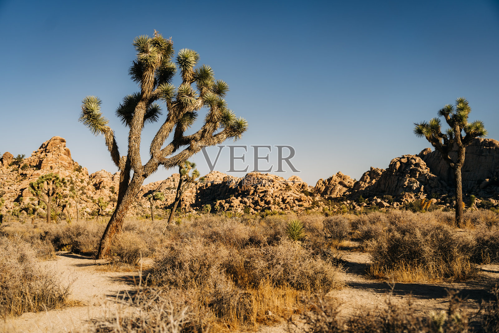 约书亚树在晴朗的天空下与岩石沙漠景观相映成趣照片摄影图片