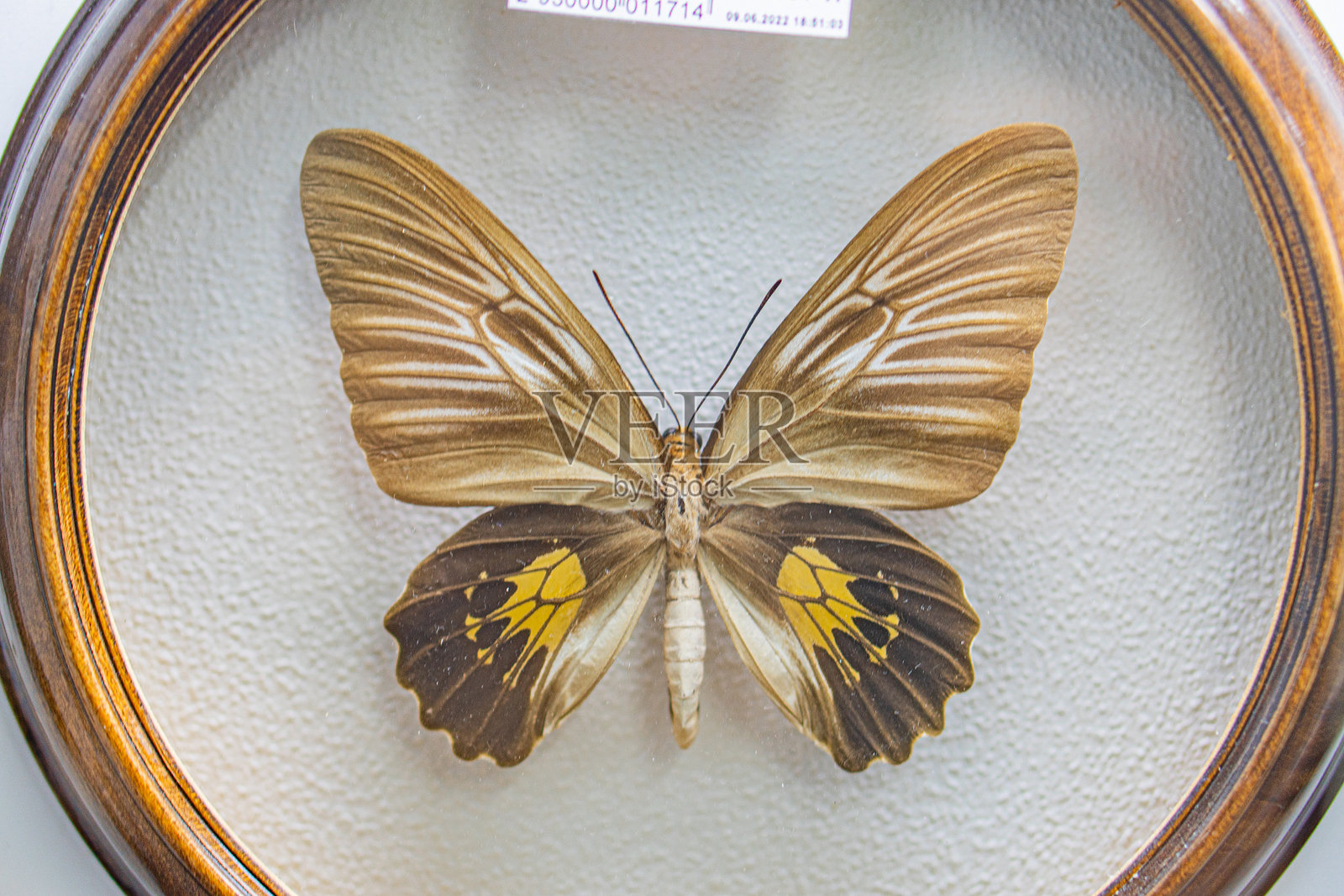 一只展开翅膀的标本蝴蝶，展示在一个圆形木制盒子内，翅膀上有复杂的花纹。背景为简单的浅色，可能用于教育或展览。照片摄影图片