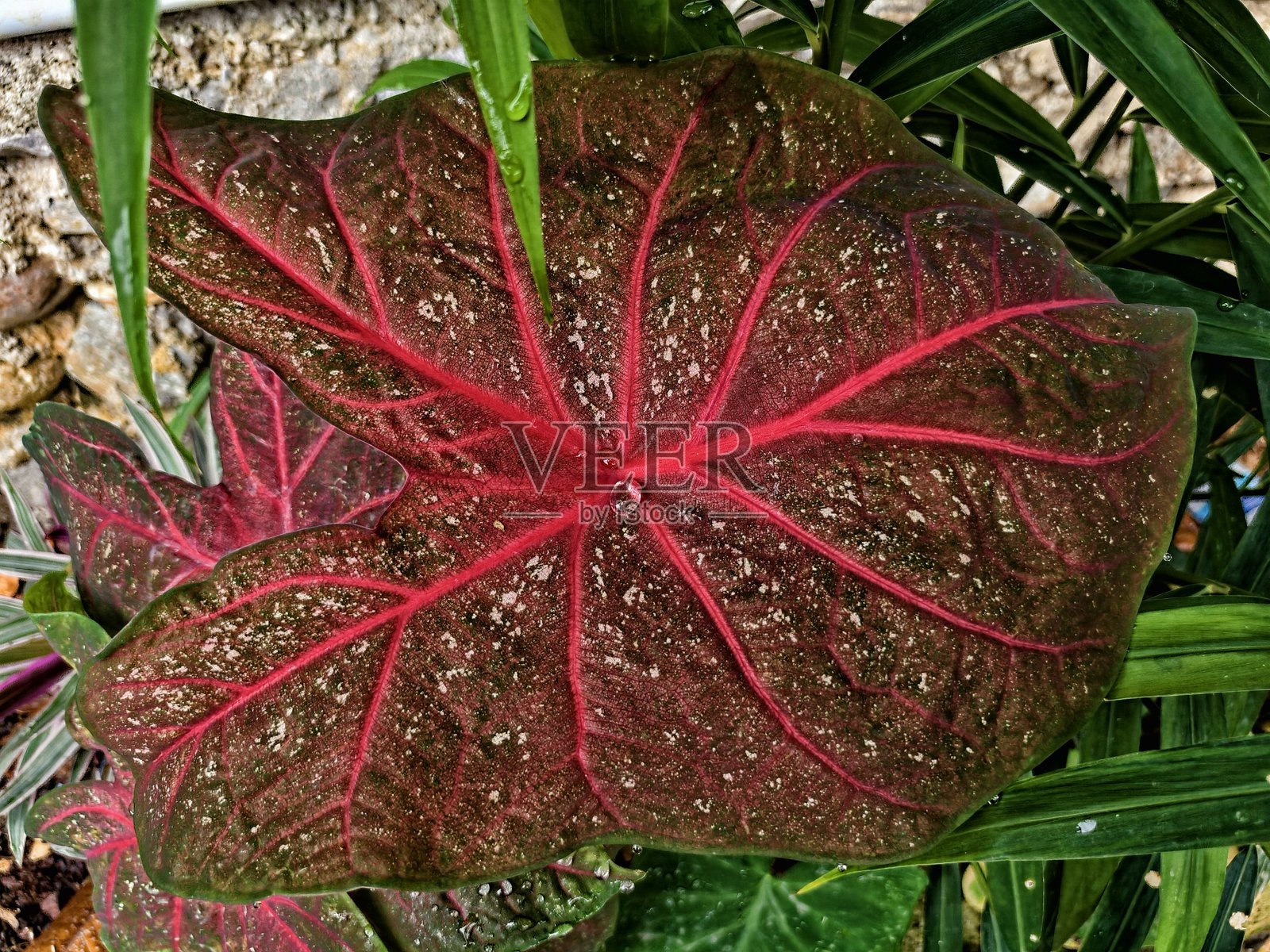 彩叶芋照片摄影图片