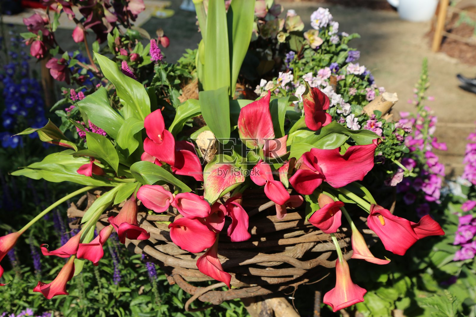 红色的卡拉百合与紫色和粉色花朵一起悬挂在花篮中，背景是花园景色照片摄影图片