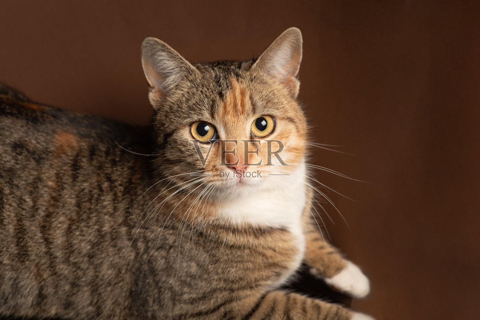 美丽的虎斑猫仰望的特写镜头照片摄影图片