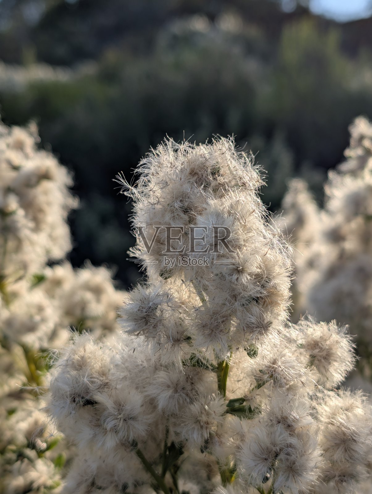 小狼灌木 (Baccharis pilularis)照片摄影图片