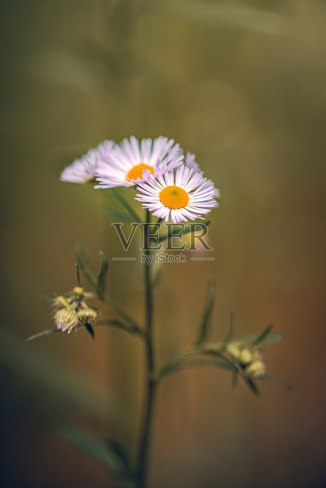 野花照片摄影图片