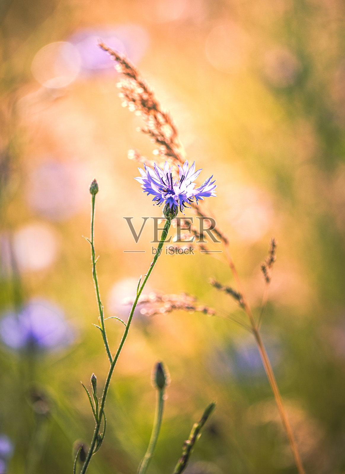 野花照片摄影图片