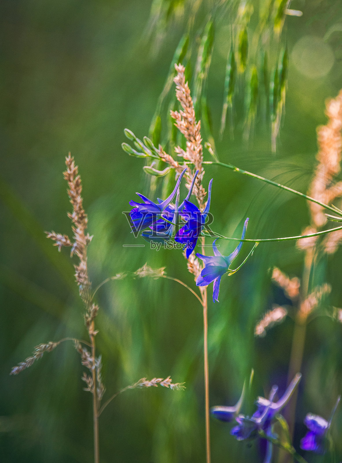 野花照片摄影图片