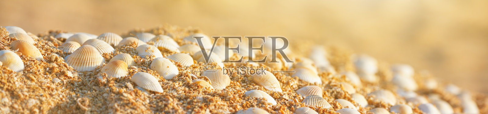 夏季自然背景 - 海滩沙滩上的贝壳照片摄影图片