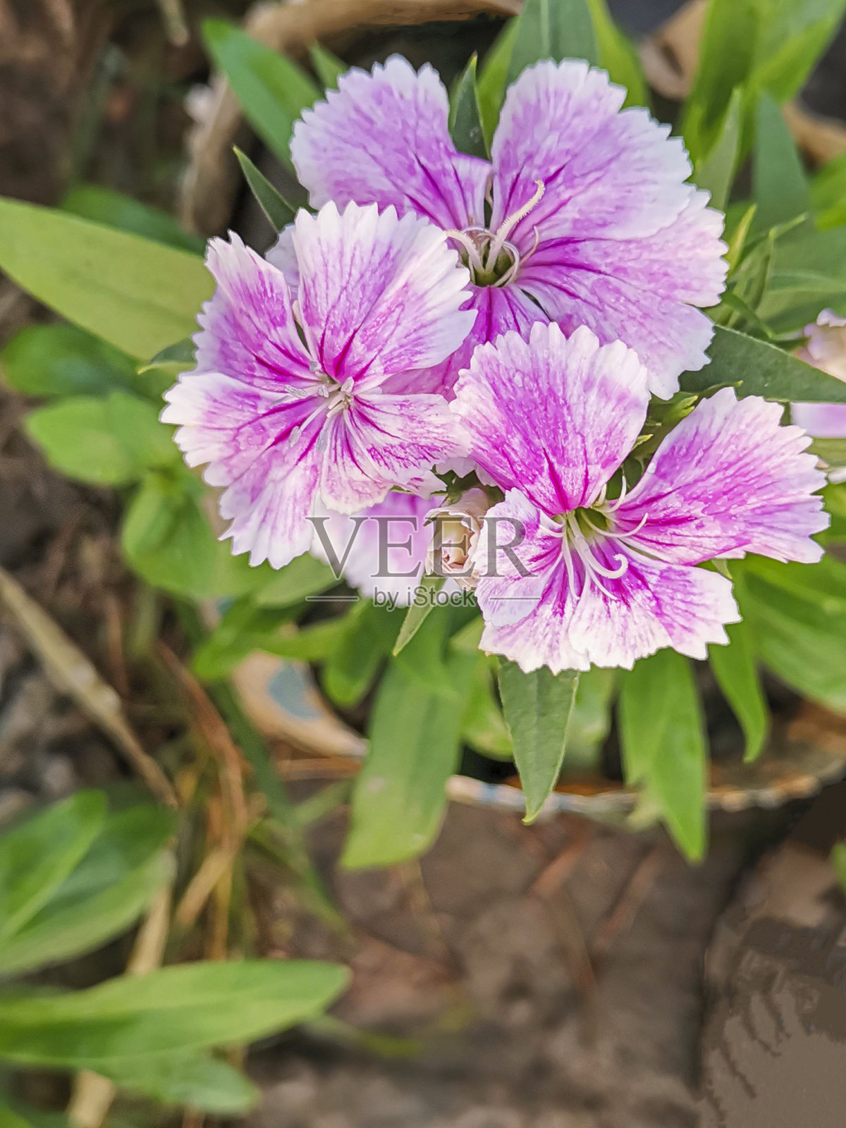 中国石竹花的特写，背景自然照片摄影图片