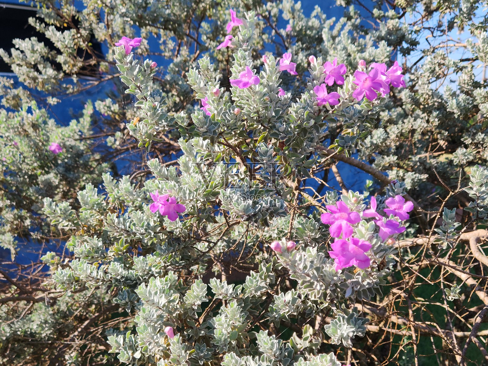 银叶灌木（Leucophyllum frutescens），也称为德克萨斯鼠尾草或银叶，是一种耐旱的观赏灌木，具有银色的叶子和从紫色到淡紫色的花朵，全年在花园中形成美丽的对比。照片摄影图片
