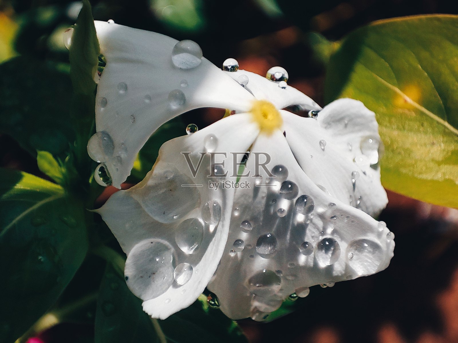 白色花朵照片摄影图片
