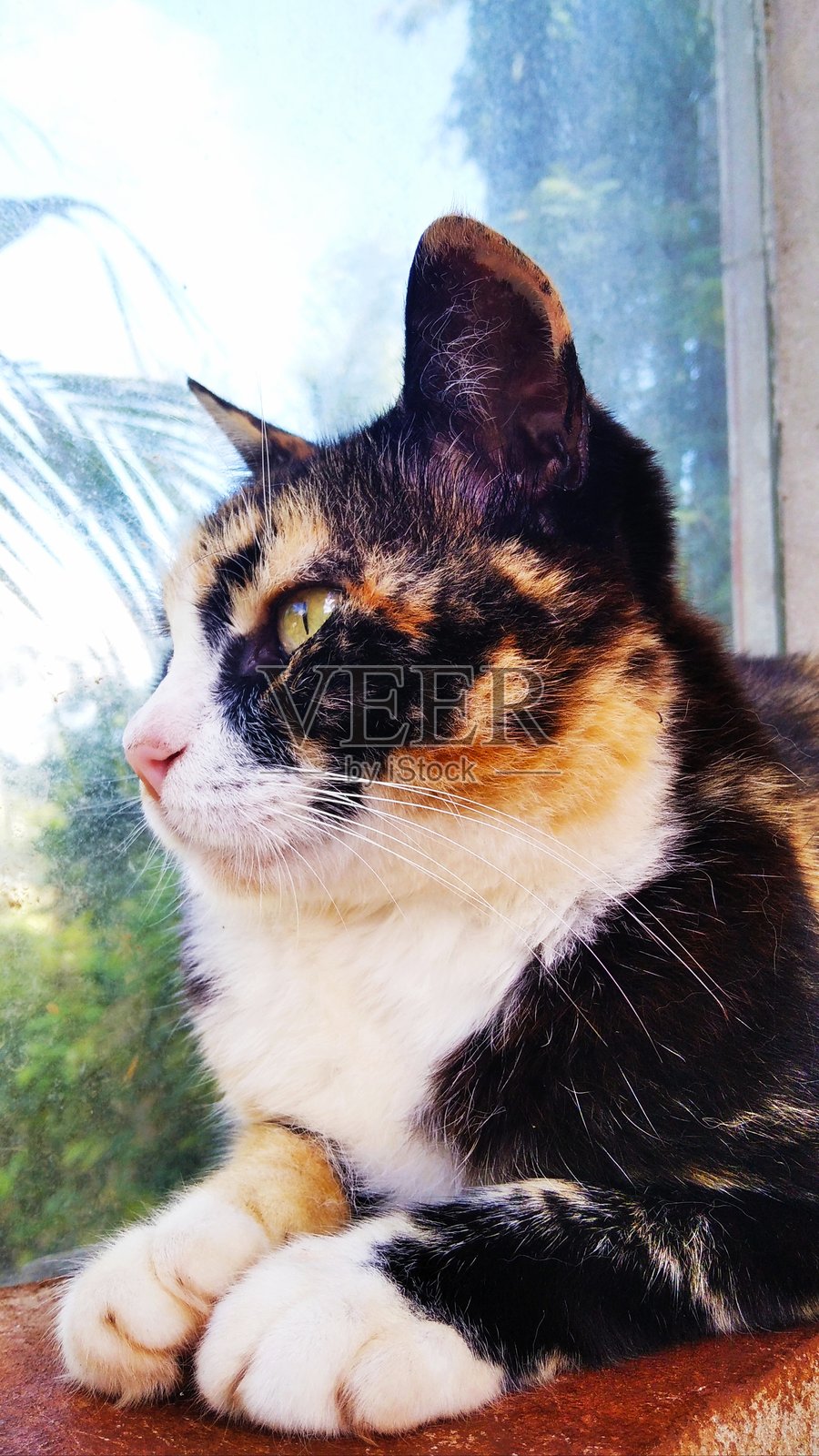 树色猫照片摄影图片