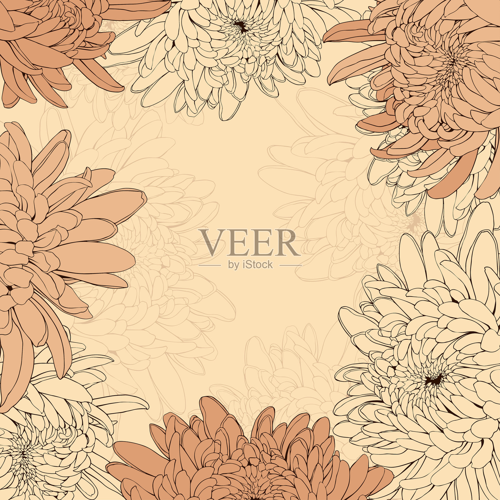 菊花花卉方框。矢量插图。插画图片素材