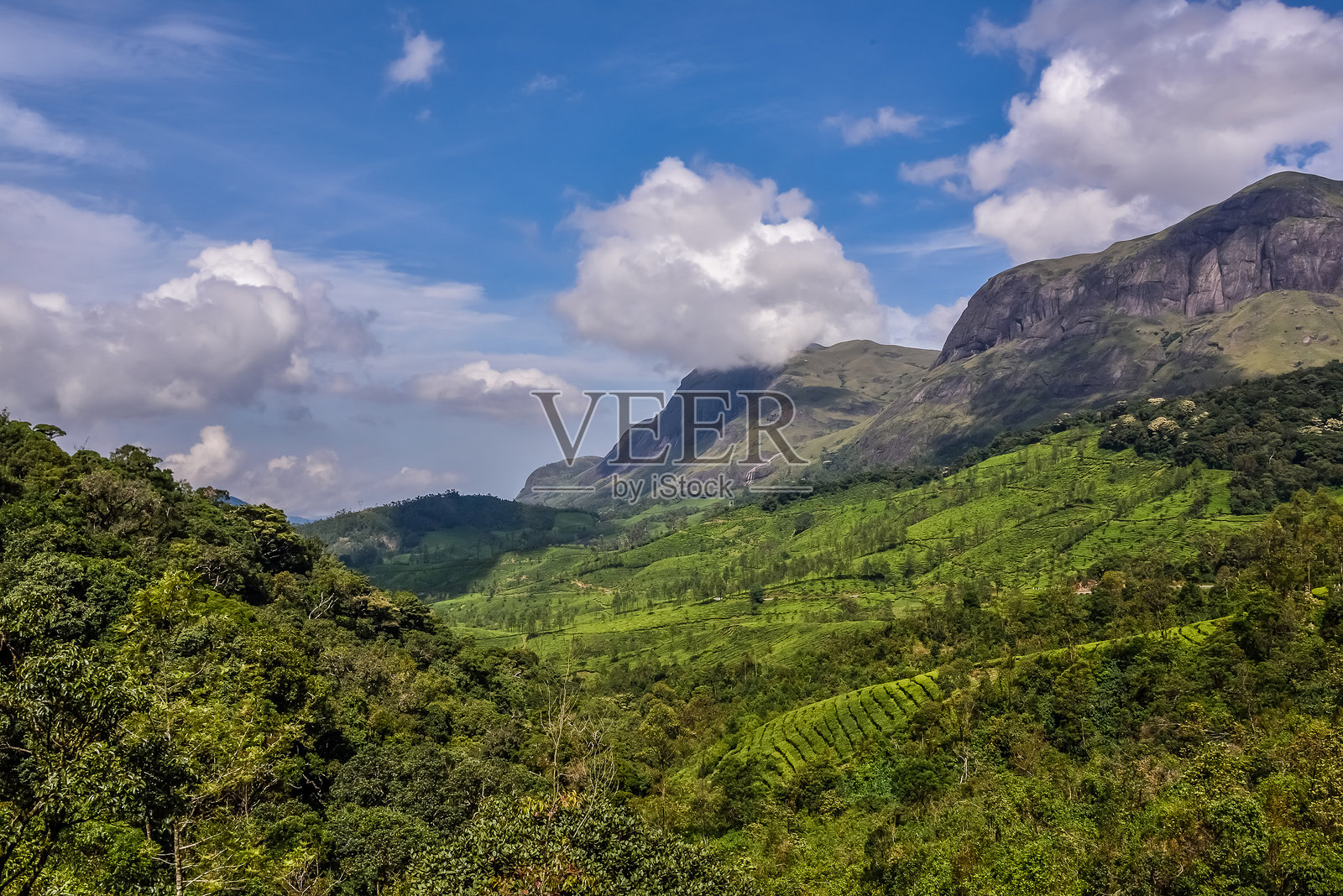 印度 - 喀拉拉邦 - 穆纳尔照片摄影图片