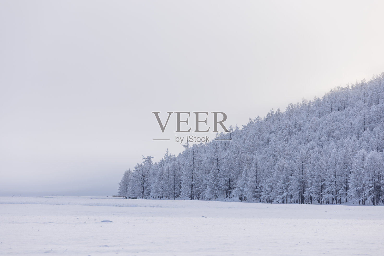 广袤的冬季景观，冰冻的湖泊和覆盖着厚厚霜冻的森林延伸至地平线。柔和朦胧的天空衬托出寒冷宁静荒野的宁静与原始之美。照片摄影图片