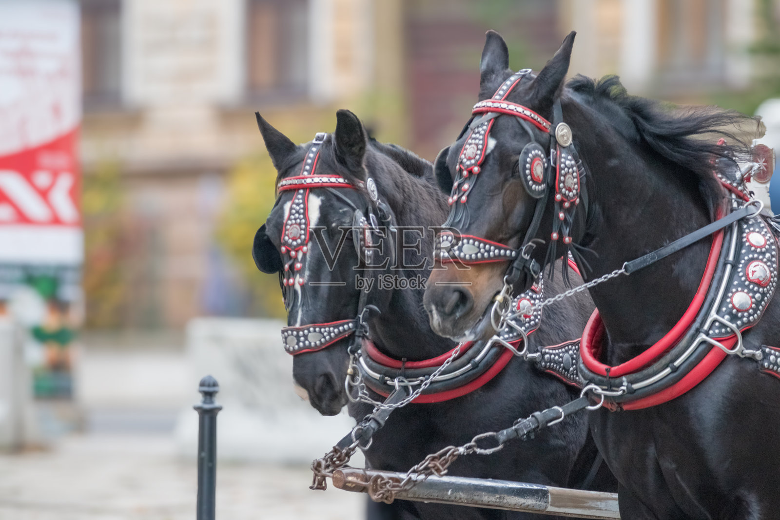 两匹马被套在战车上。马是黑色的，装饰华丽。照片摄影图片