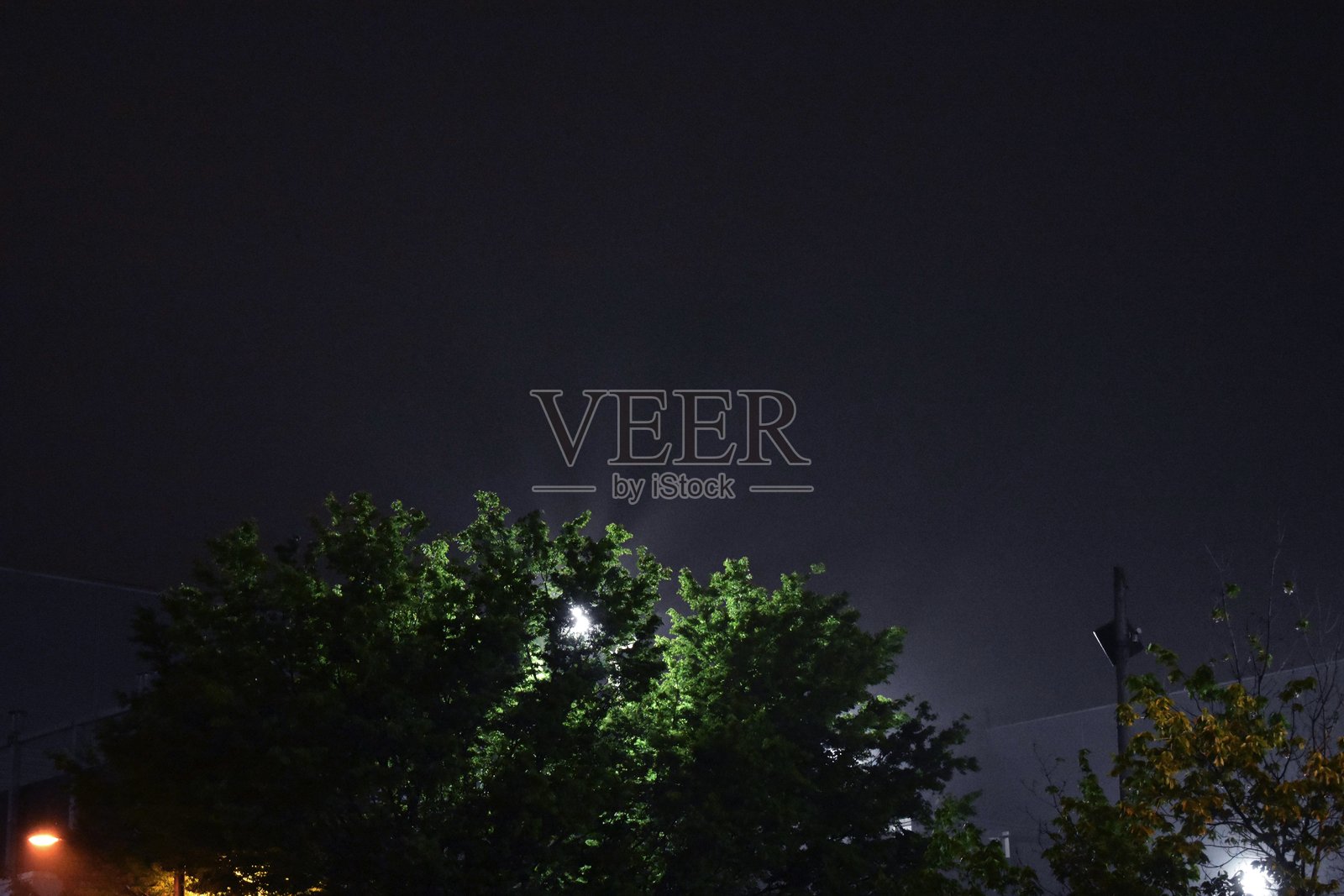 照明树照片摄影图片