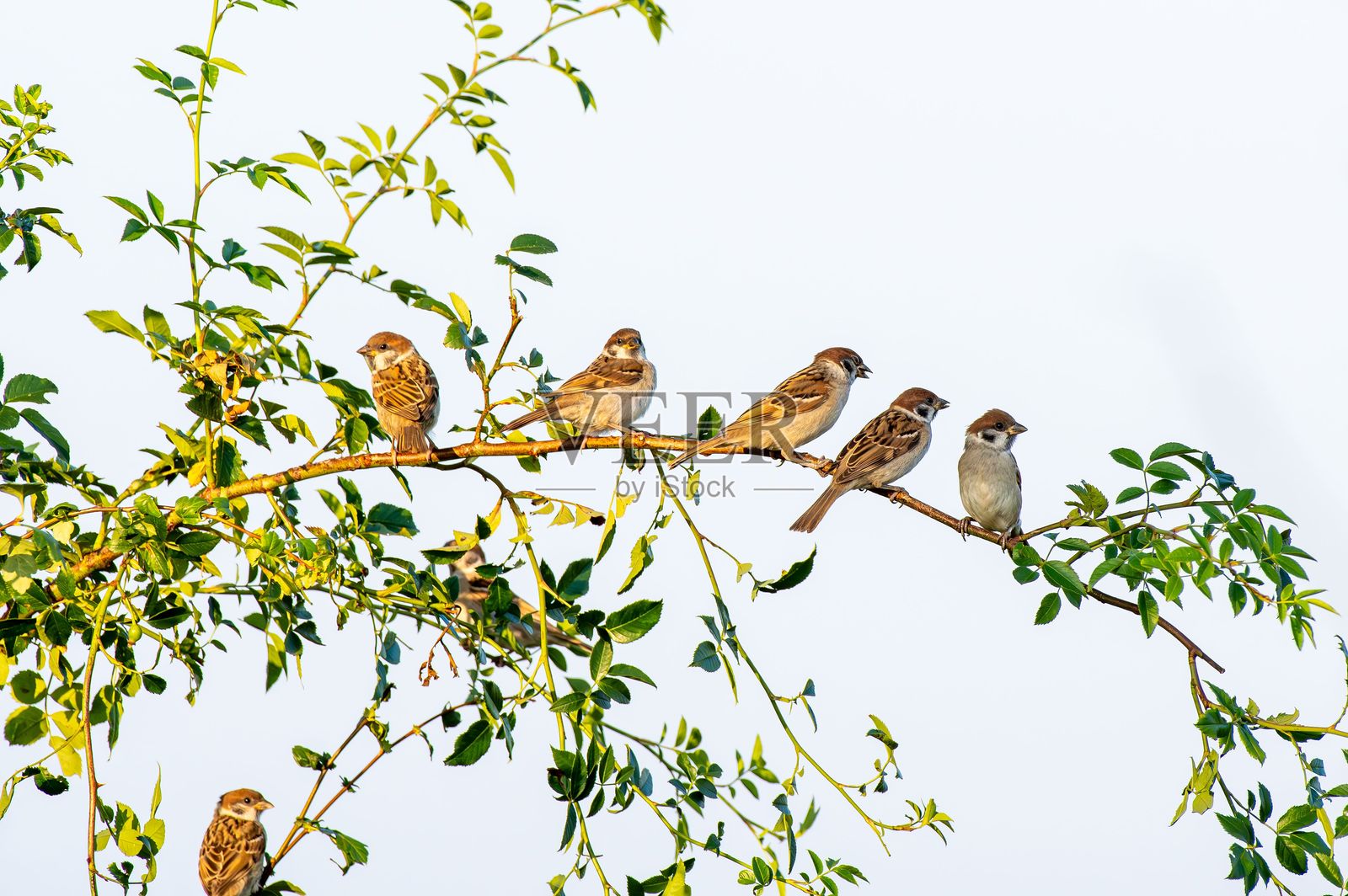 麻雀栖息在绿叶枝头，背景是晴朗的天空。照片摄影图片