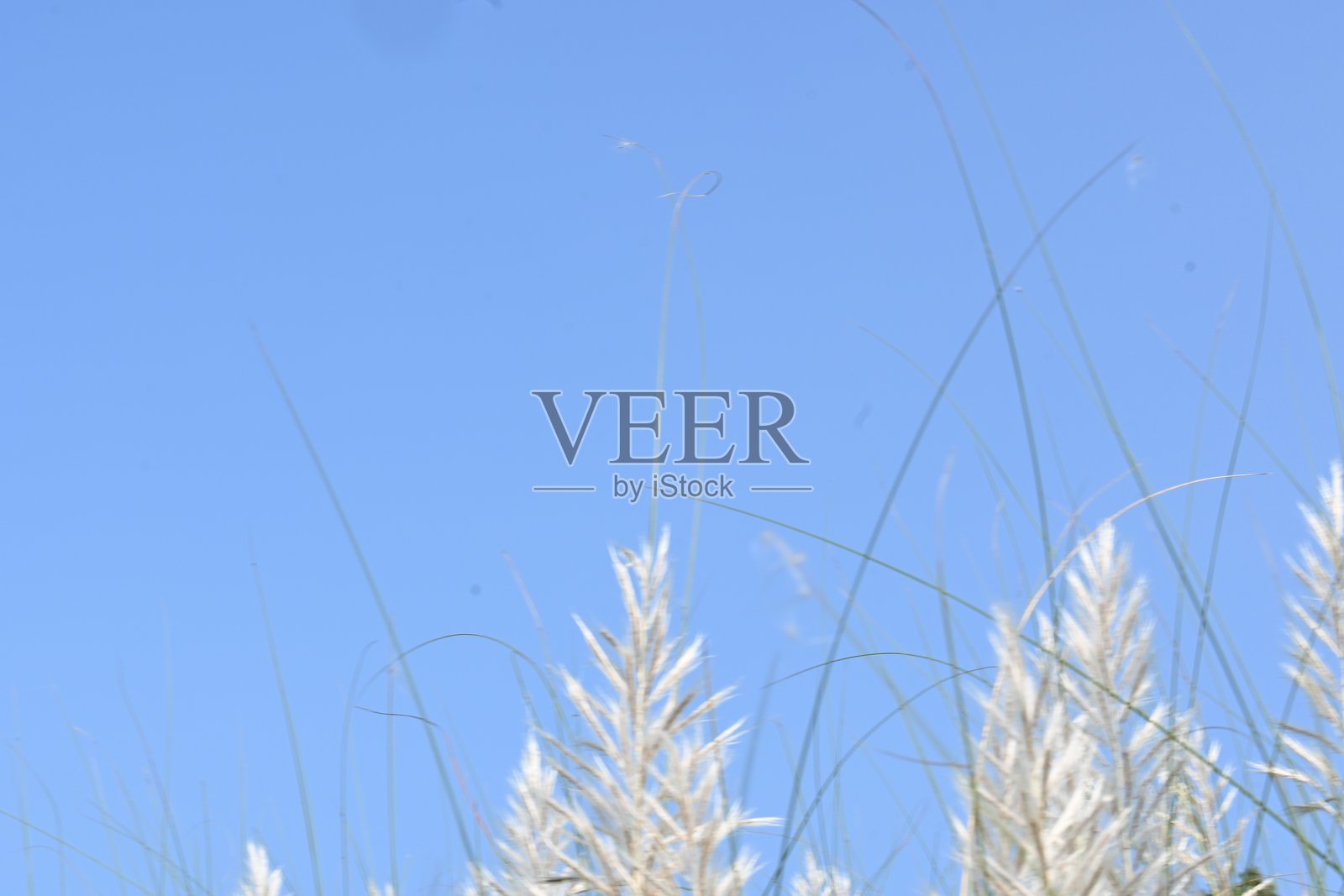 野生甘蔗花照片摄影图片