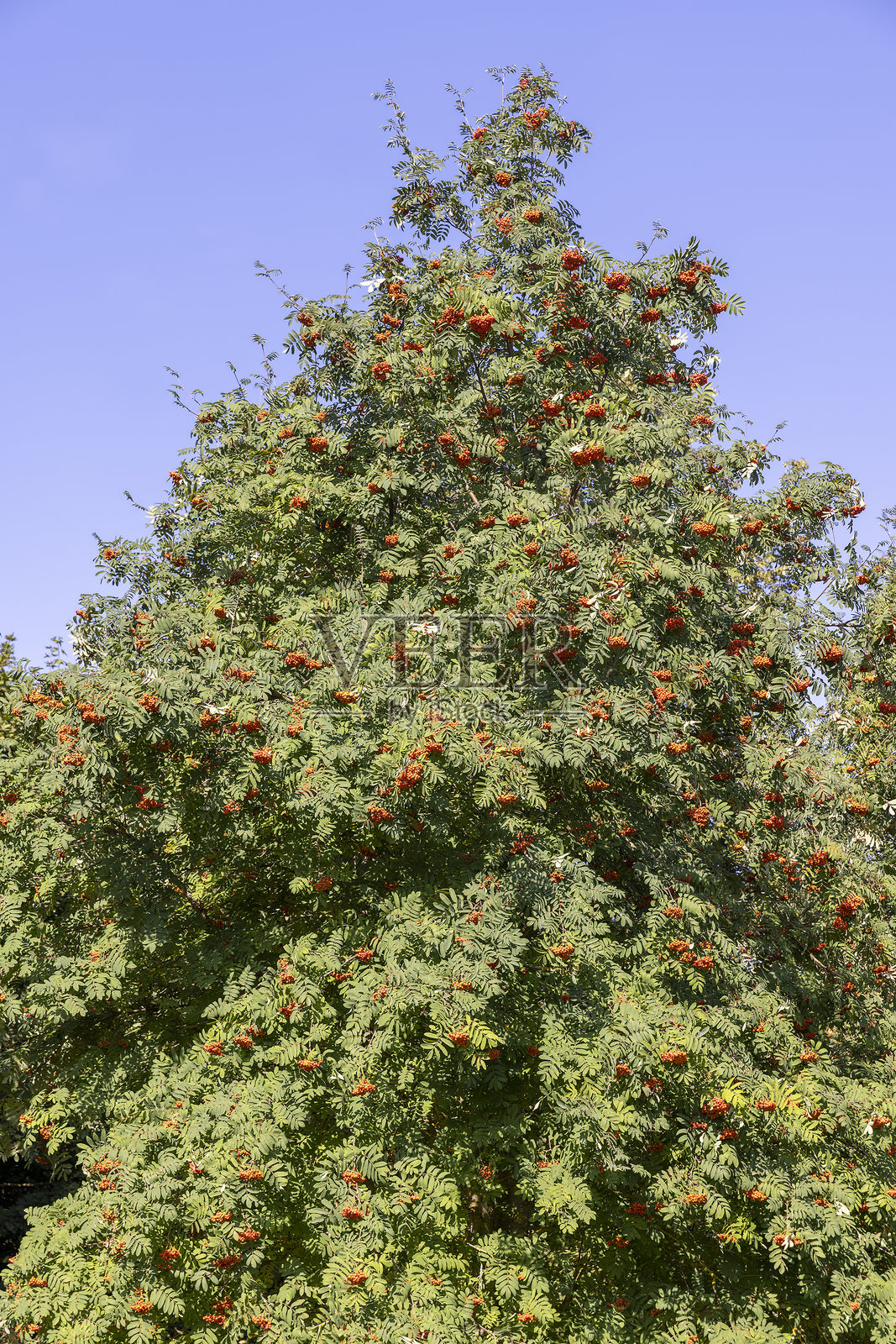 山楂树叶在夏末时变色。照片摄影图片