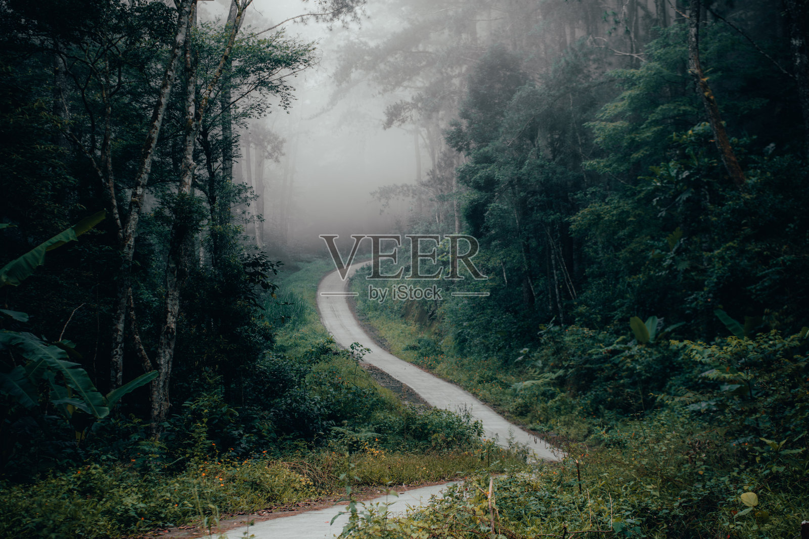 宁静的雾霭森林小径照片摄影图片