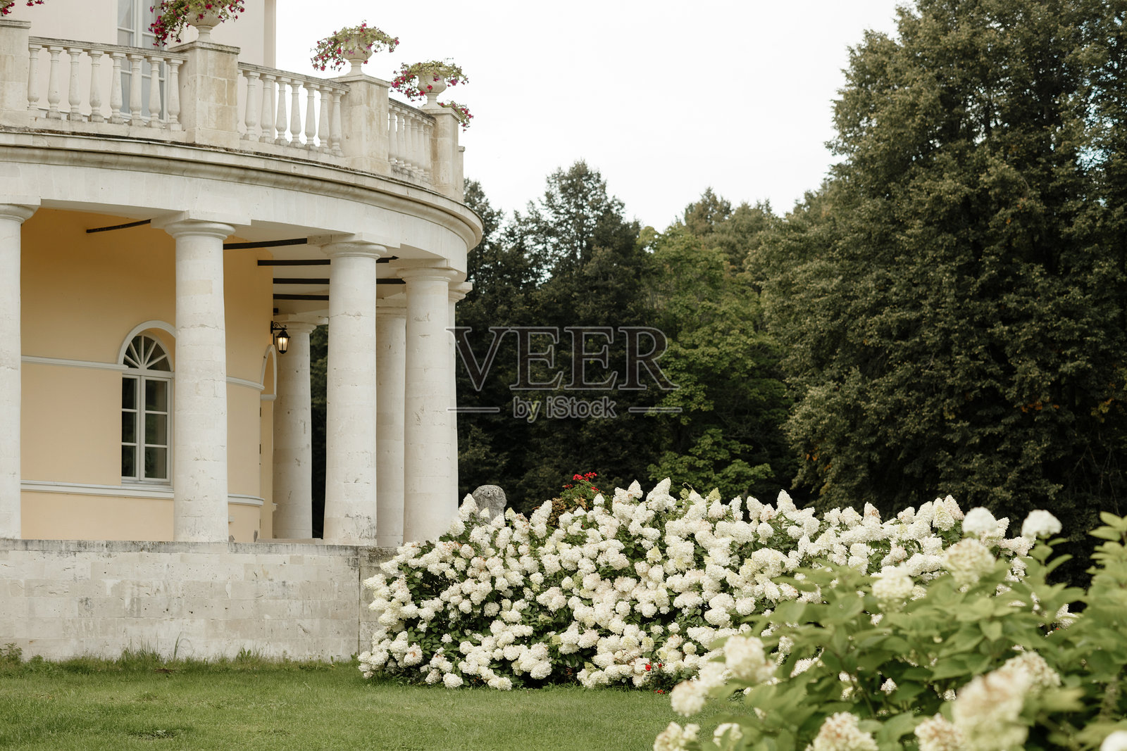 优雅的新古典风格大厦与盛开的绣球花照片摄影图片