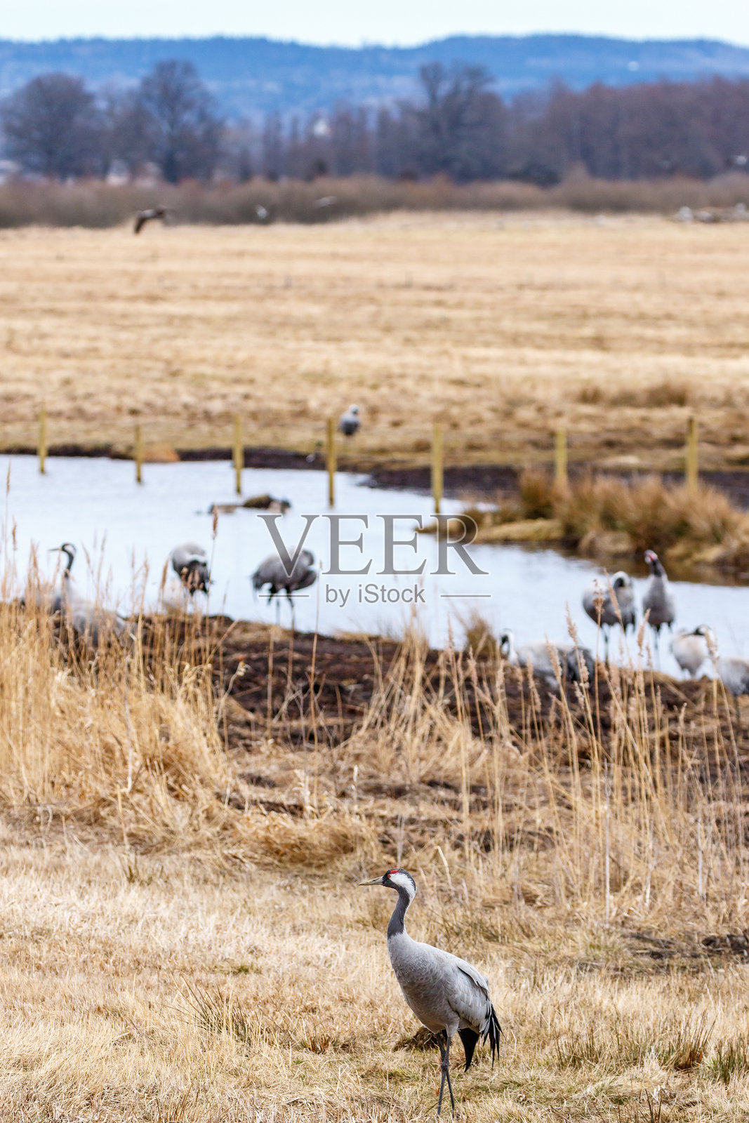 在河边的田野上休息的鹤照片摄影图片