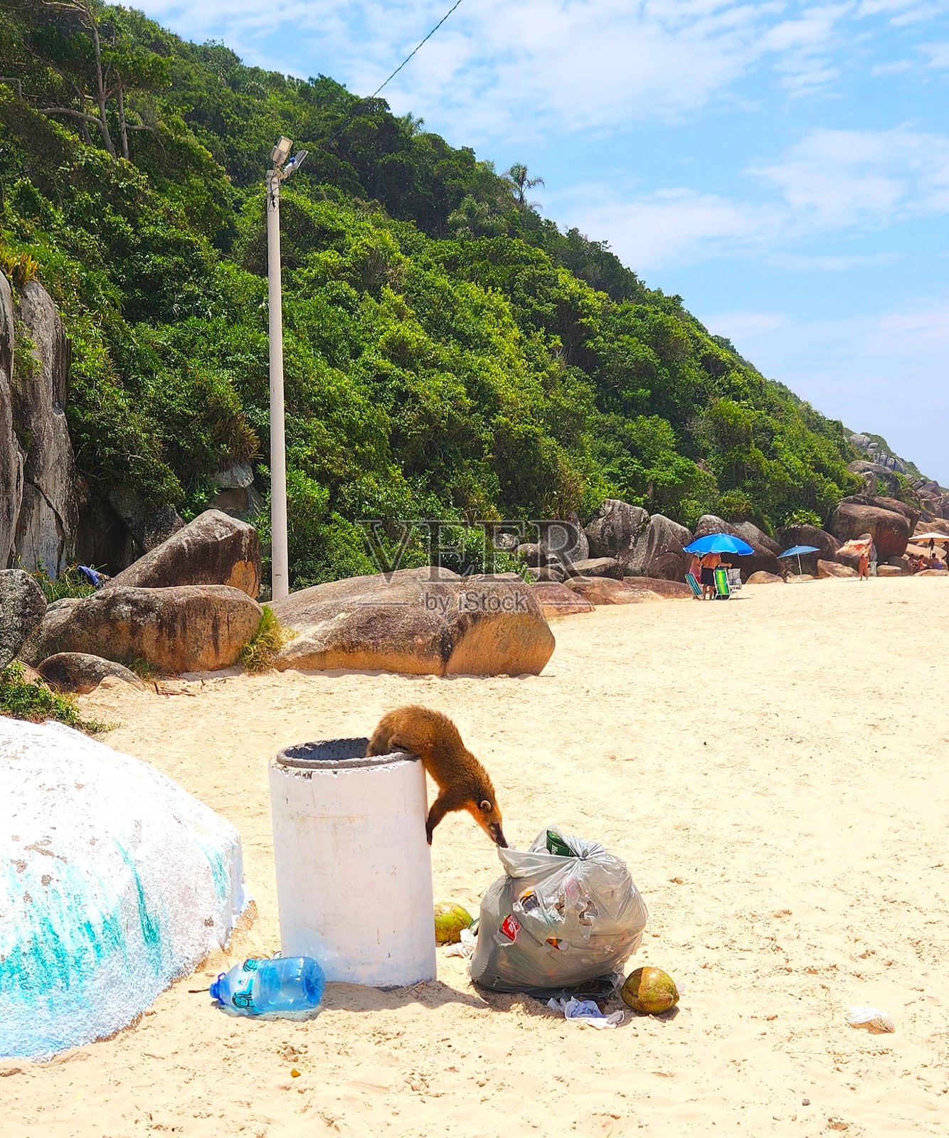 浣熊的海滩好奇心照片摄影图片