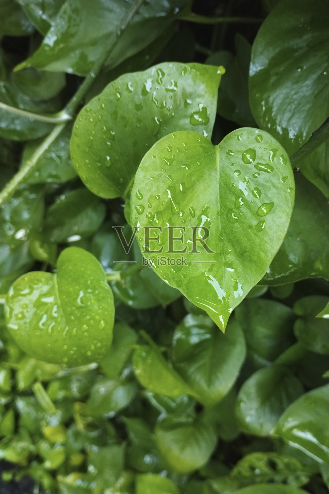 带水珠的绿色藤蔓叶子照片摄影图片