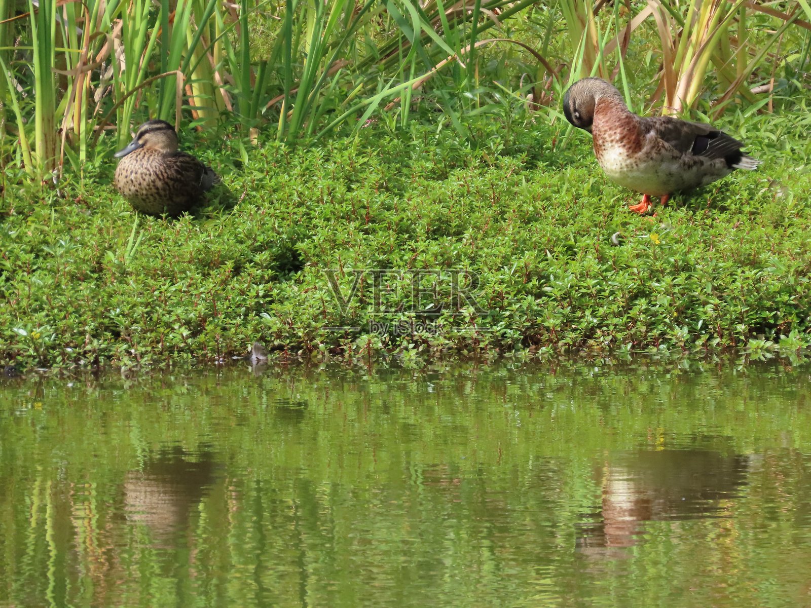 两只鸭子在奥克兰的藻类中及其在池塘中的倒影照片摄影图片