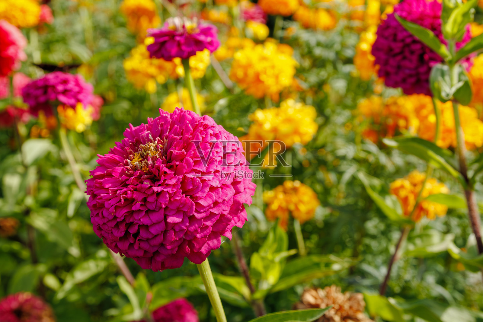 鲜艳的粉色百日草盛开着照片摄影图片