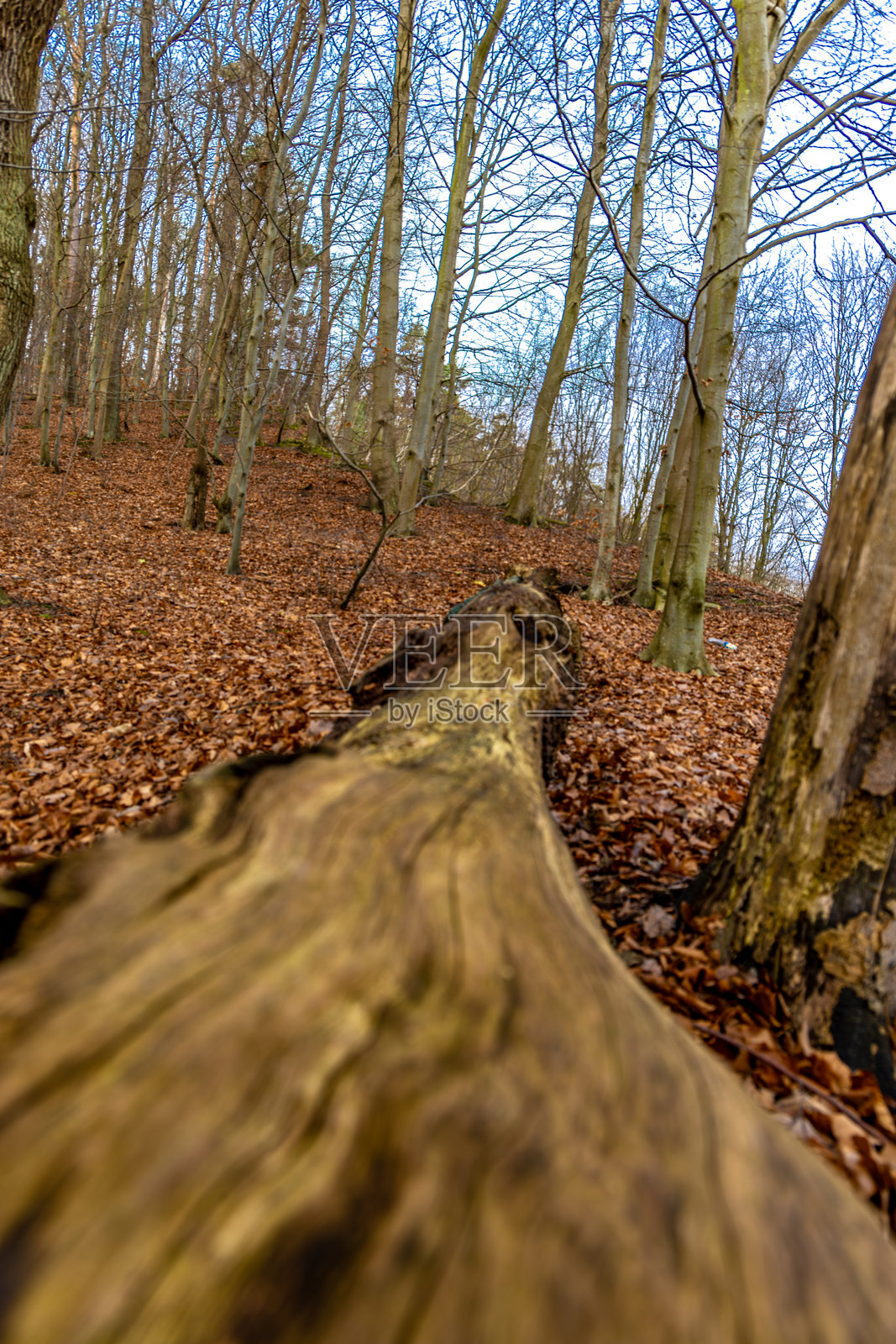 海岸上的戈丁尼亚森林中的火坑，军事纪念碑，炮兵阵地，二战历史遗址照片摄影图片
