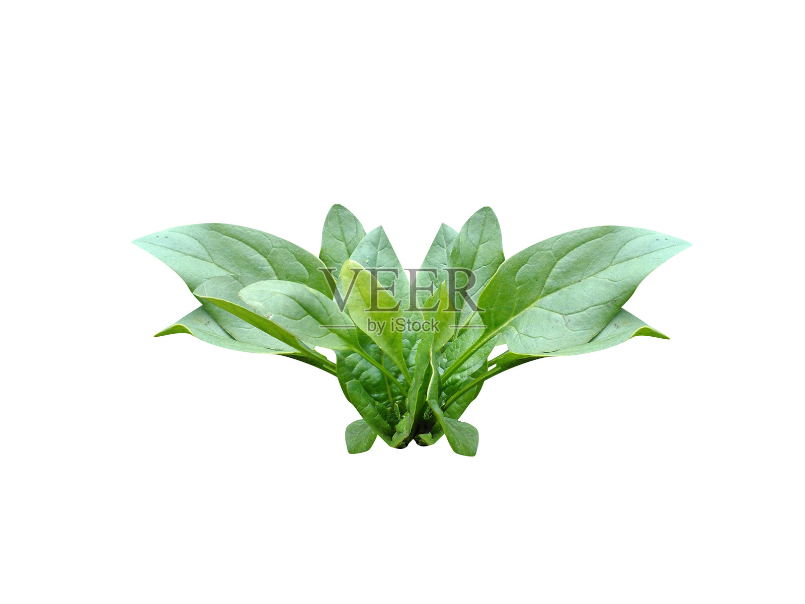 新鲜菠菜植物照片摄影图片