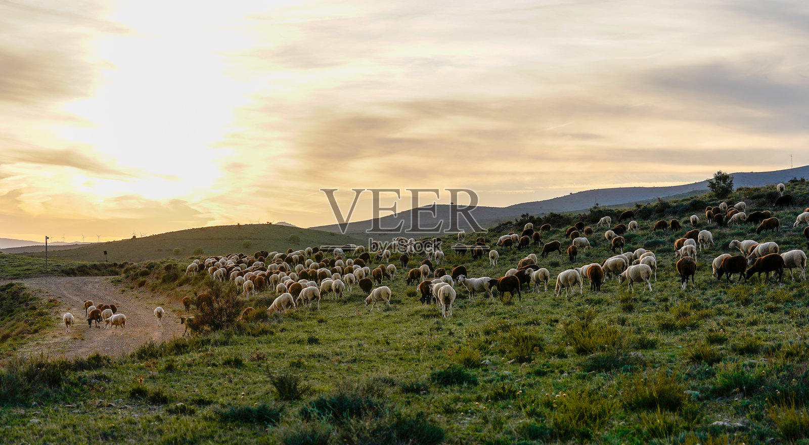 日落时分的山丘上的羊群照片摄影图片