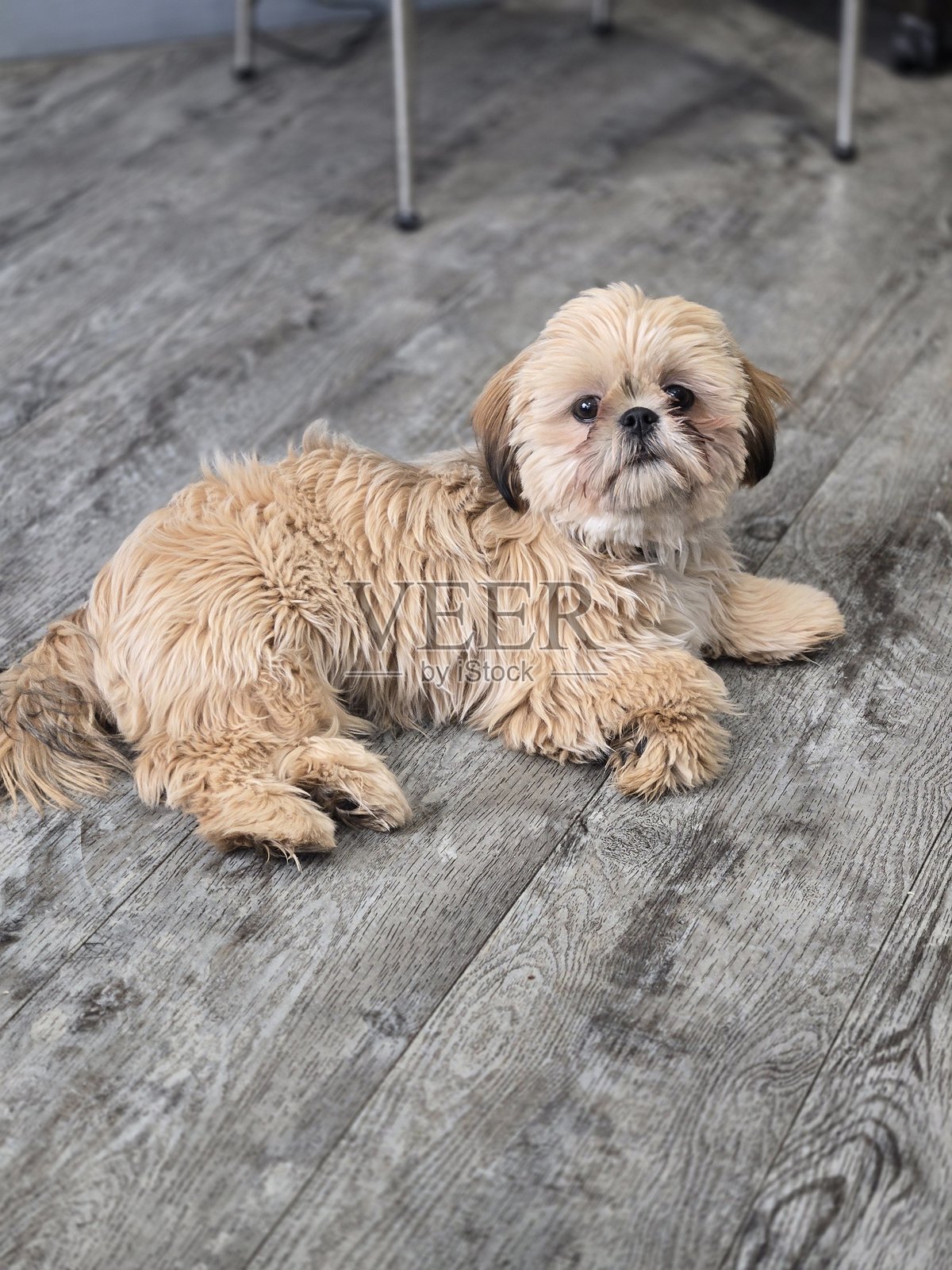 小狗公主照片摄影图片