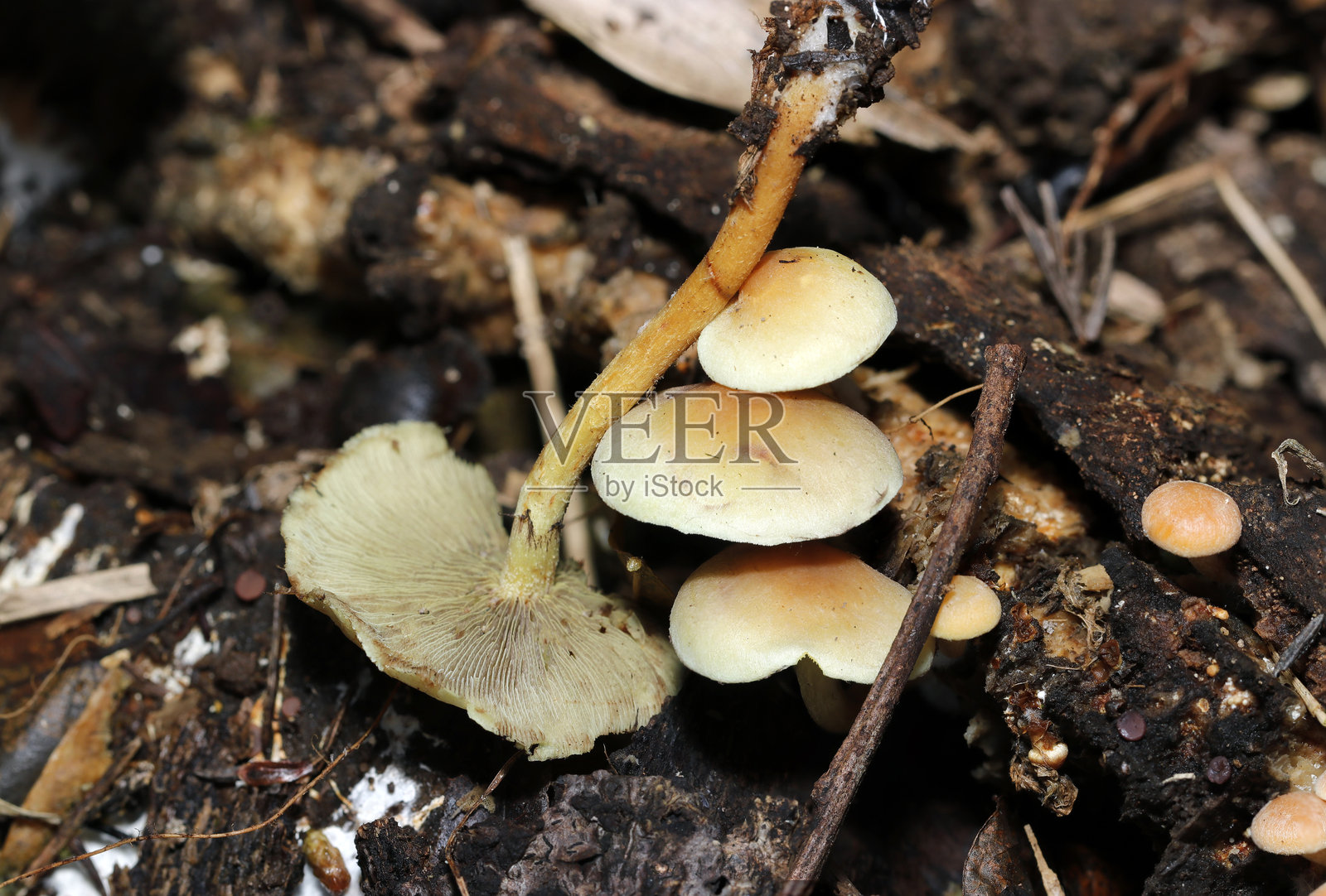 湿润环境中的簇生黑喉菇（Hypholoma fasciculare）群体（带有后部皱褶形状。自然光+闪光灯，特写微距摄影）照片摄影图片