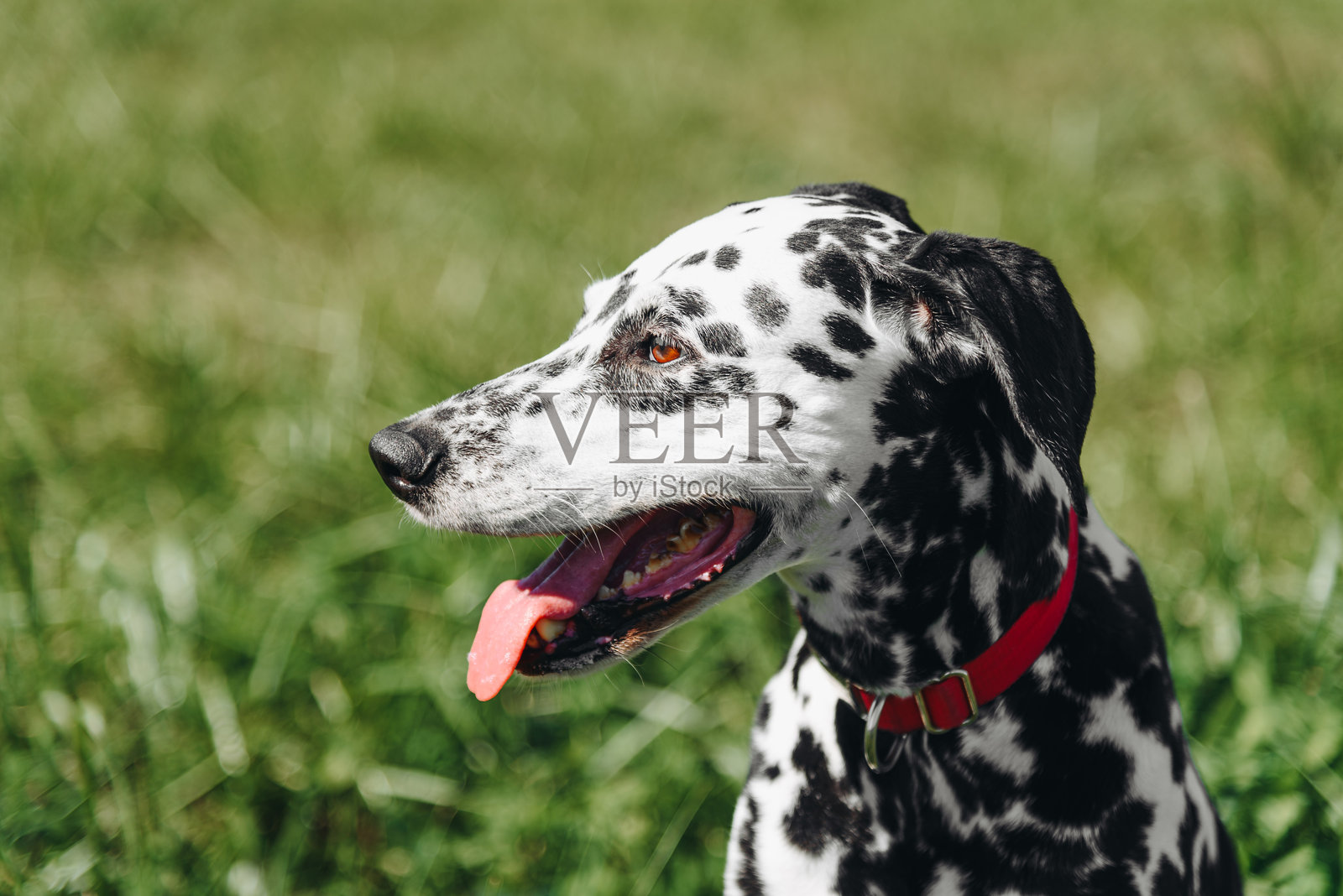 狗在公园散步照片摄影图片