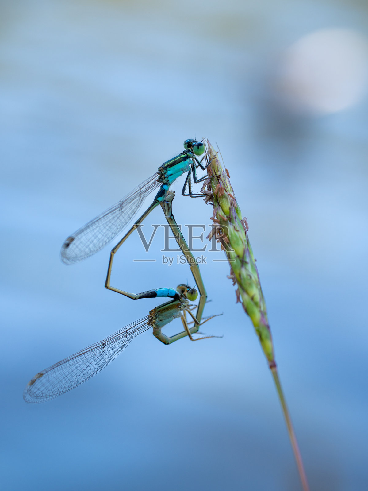 蓝色豆娘的繁衍舞蹈照片摄影图片