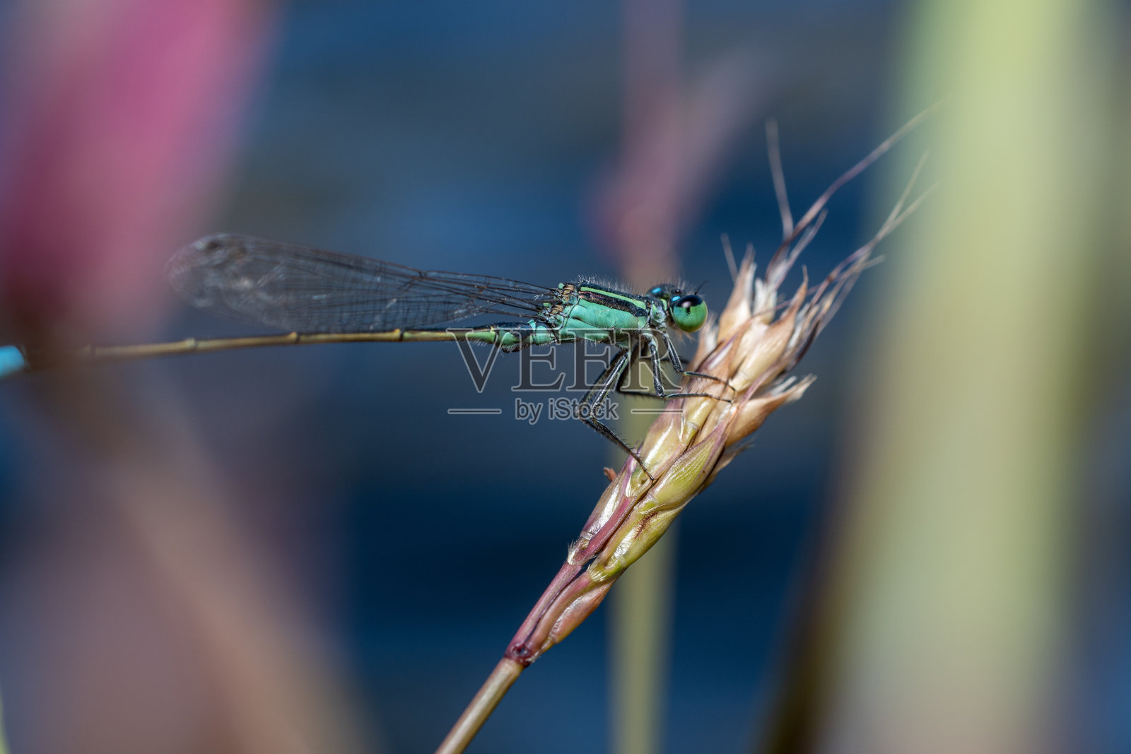 水蜻蜓科：自然优雅的一瞥照片摄影图片