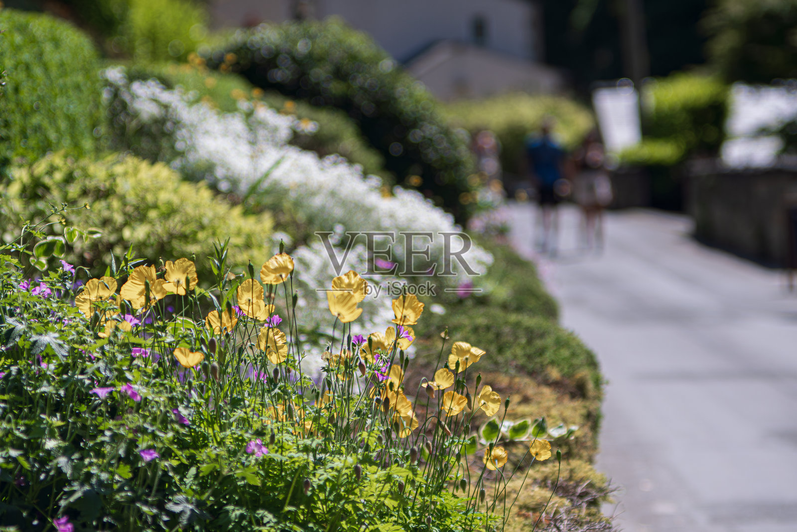 鲜艳的花朵照片摄影图片